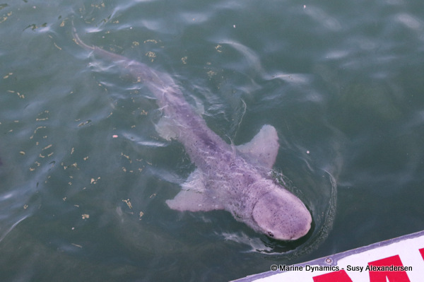 Broadnose sevengill shark, south africa